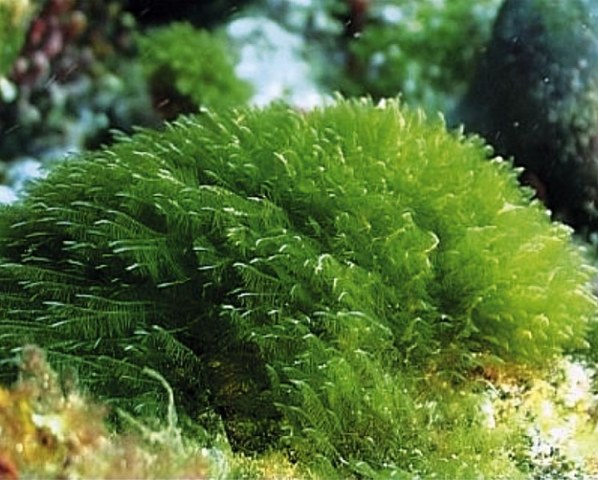 A cosa serve l’alga spirulina? Cos’è e i suoi utilizzi